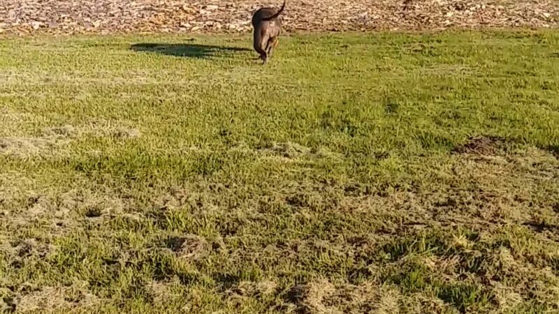 Mount Pleasant Park - San Jose, CA