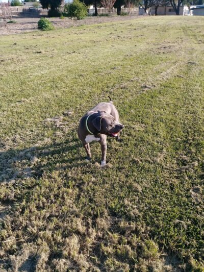 Mount Pleasant Park - San Jose, CA