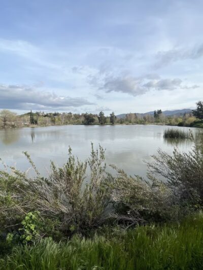 Old Almadén Winery Ponds - San Jose, CA
