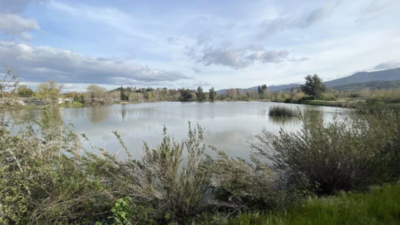Old Almadén Winery Ponds - San Jose, CA