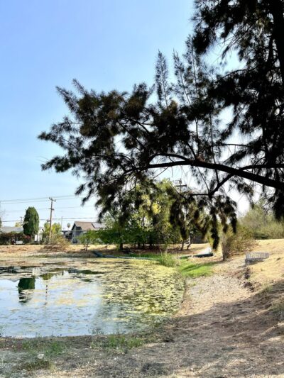 Old Almadén Winery Ponds - San Jose, CA