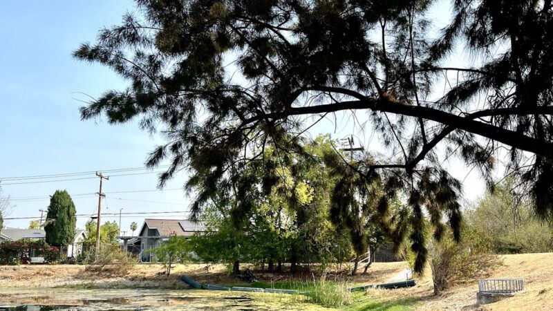 Old Almadén Winery Ponds - San Jose, CA