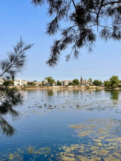 Old Almadén Winery Ponds - San Jose, CA