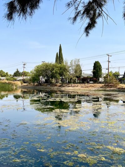 Old Almadén Winery Ponds - San Jose, CA