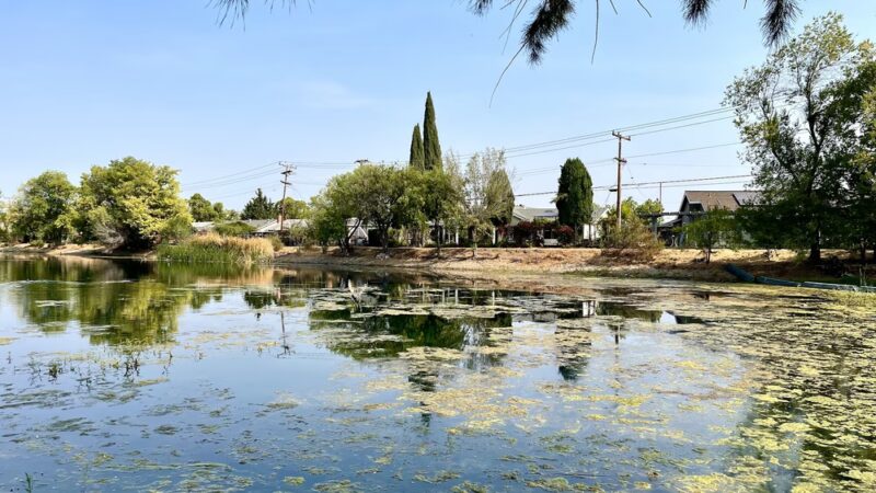 Old Almadén Winery Ponds - San Jose, CA