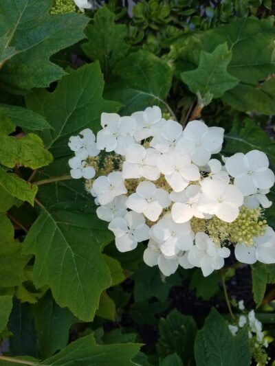 Parkview I Park - San Jose, CA