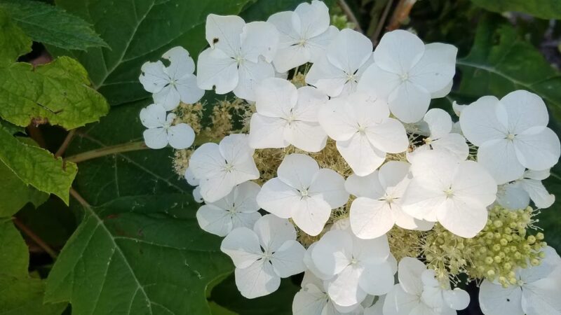 Parkview I Park - San Jose, CA