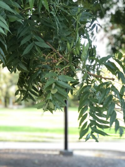 Parkview I Park - San Jose, CA