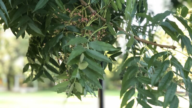 Parkview I Park - San Jose, CA