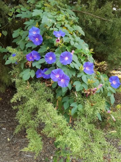 Parkview I Park - San Jose, CA