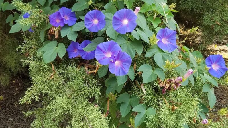 Parkview I Park - San Jose, CA