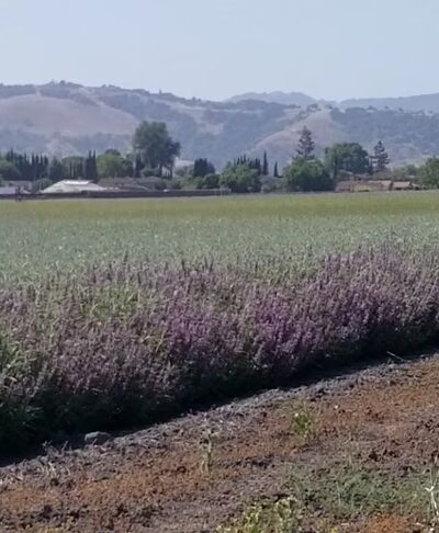 Parkview III Park - San Jose, CA