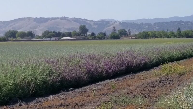 Parkview III Park - San Jose, CA