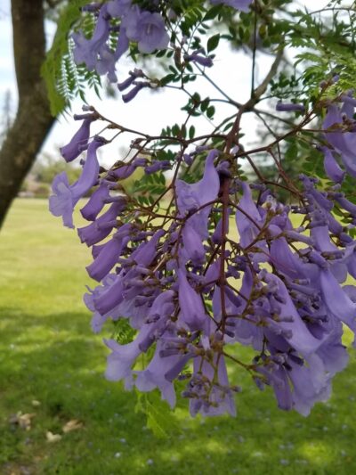 Parkview III Park - San Jose, CA