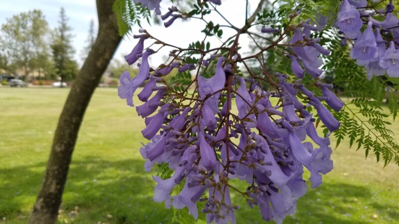 Parkview III Park - San Jose, CA