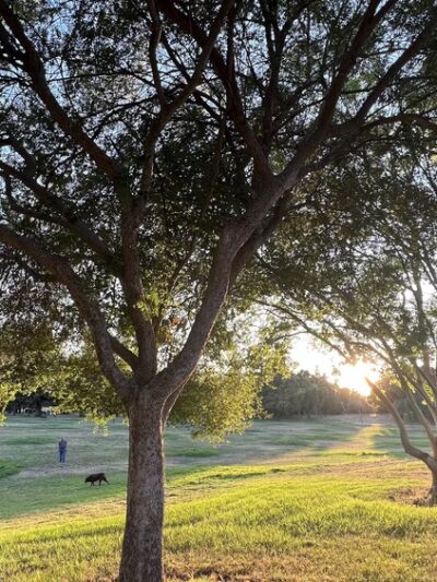 Playground | Berryessa Creek Park - San Jose, CA