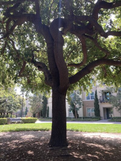 Pocket Park - San Jose, CA
