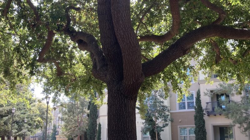 Pocket Park - San Jose, CA