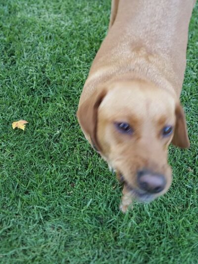 Roy Avenue Park - San Jose, CA