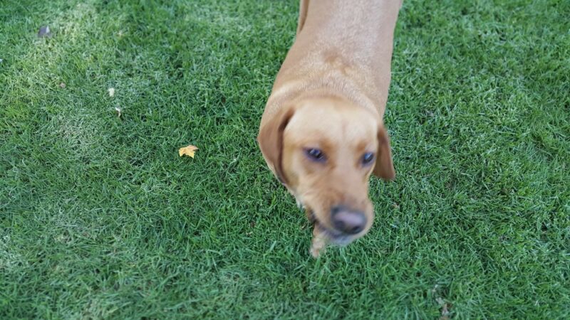 Roy Avenue Park - San Jose, CA