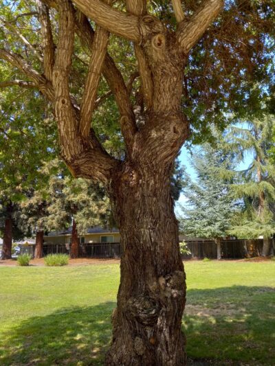 Roy Avenue Park - San Jose, CA