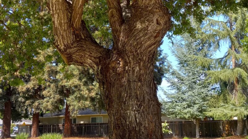 Roy Avenue Park - San Jose, CA