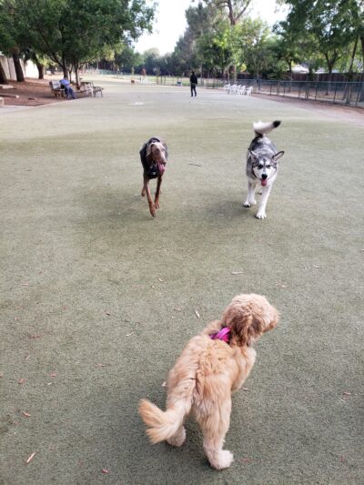 Saratoga Creek Dog Park, San Jose, CA - San Jose, CA