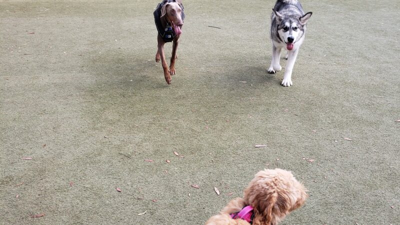 Saratoga Creek Dog Park, San Jose, CA - San Jose, CA