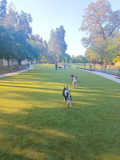 Saratoga Creek Dog Park, San Jose, CA - San Jose, CA