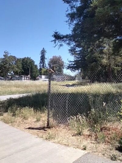 Selma Olinder Park - San Jose, CA