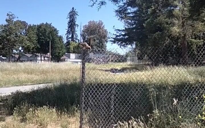 Selma Olinder Park - San Jose, CA