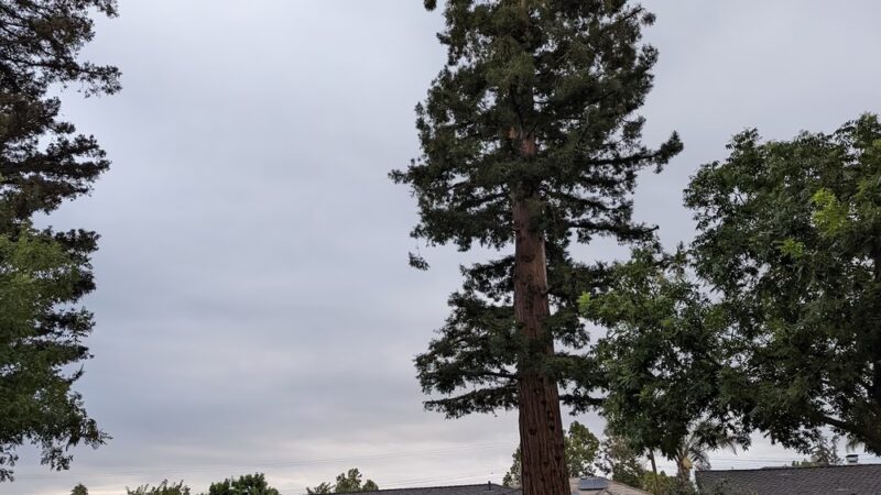 Wilcox Park - San Jose, CA