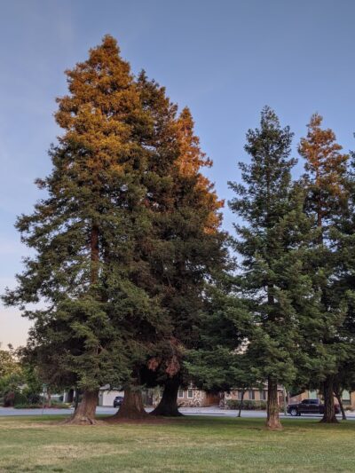 Wilcox Park - San Jose, CA