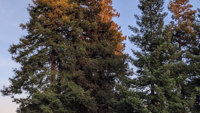 Wilcox Park - San Jose, CA