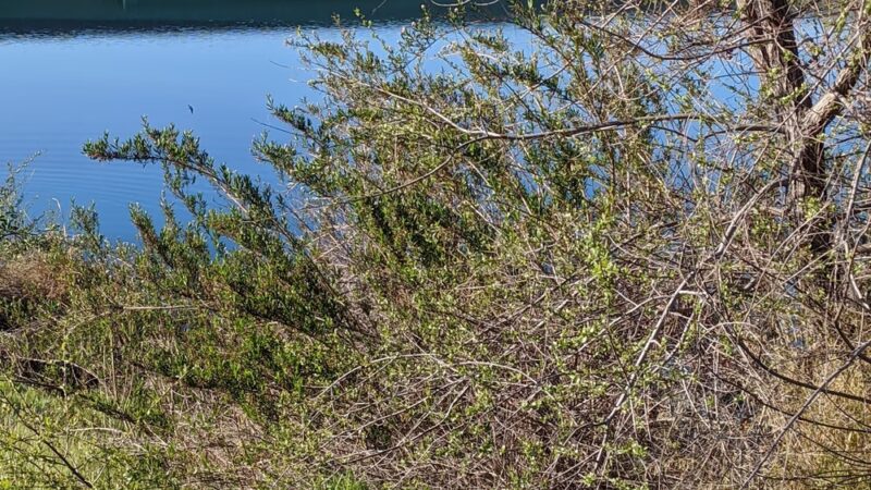 William H. Cilker Park - San Jose, CA