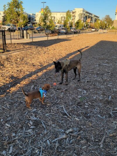 North City Dog Park - San Marcos, CA