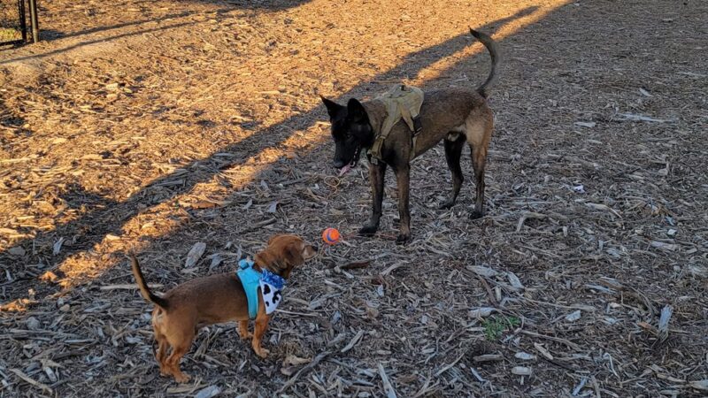 North City Dog Park - San Marcos, CA