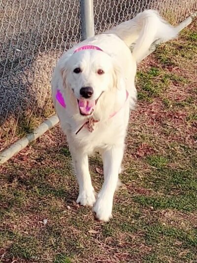 San Elijo Hills Dog Park - San Marcos, CA