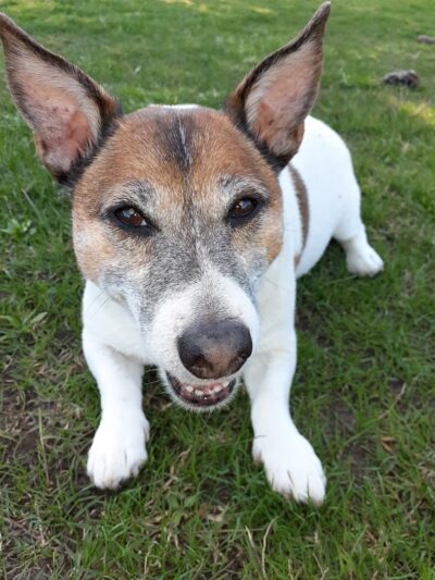 San Elijo Hills Dog Park - San Marcos, CA
