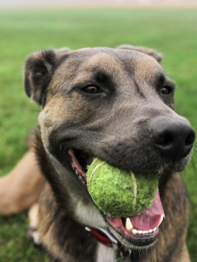 San Elijo Hills Dog Park - San Marcos, CA