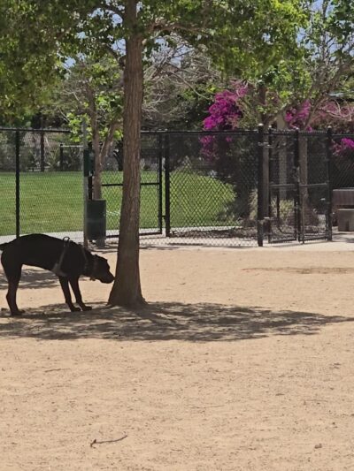 Sunset Park Dog Park - San Marcos, CA