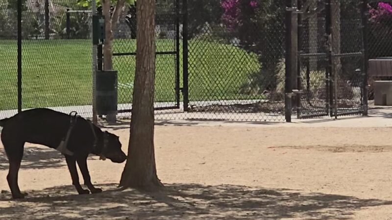 Sunset Park Dog Park - San Marcos, CA