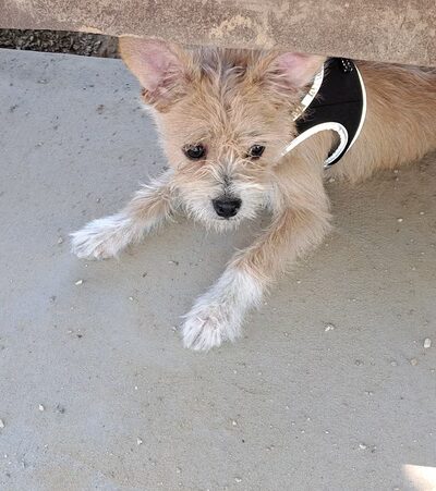 Sunset Park Dog Park - San Marcos, CA