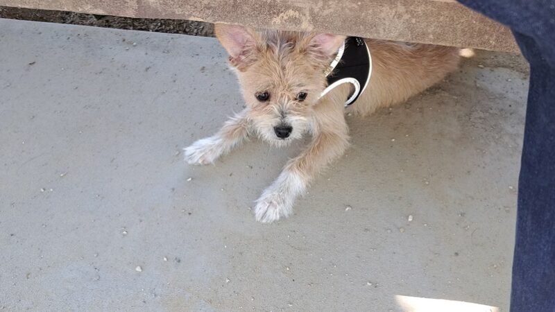 Sunset Park Dog Park - San Marcos, CA