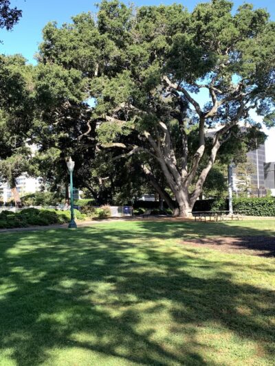 Dog Off-Leash Area - San Mateo, CA