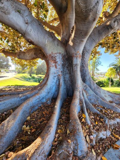 Alma Park - San Pedro, CA