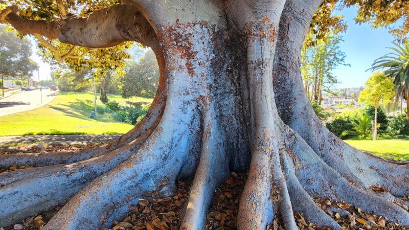 Alma Park - San Pedro, CA