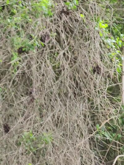 Alma Park - San Pedro, CA