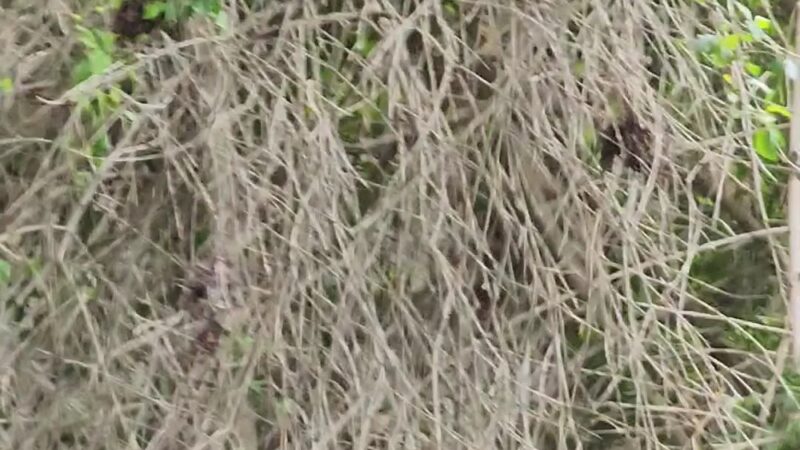 Alma Park - San Pedro, CA