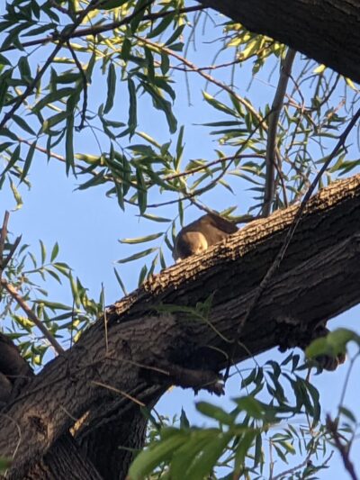 Harbor Highlands Park - San Pedro, CA